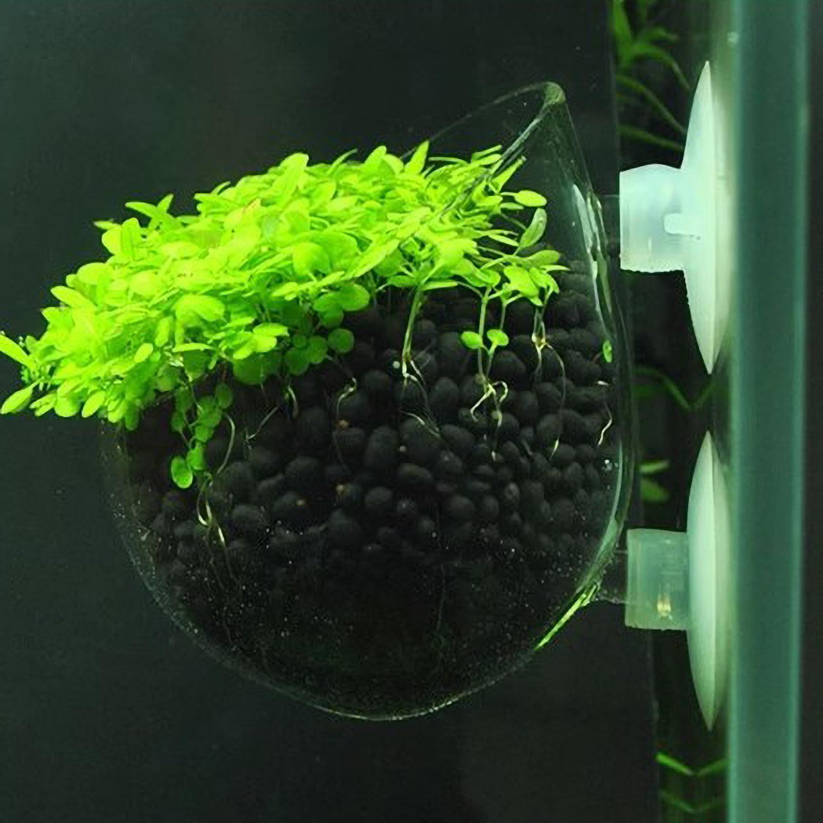 Terrarium Glass Bottle - Szklany uchwyt na rośliny akwariowe z