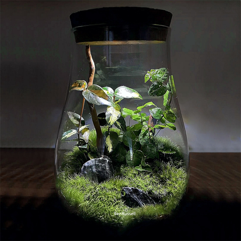 Szklane słoiki w kształcie kro – Terrarium Glass Bottle recenzja i cena