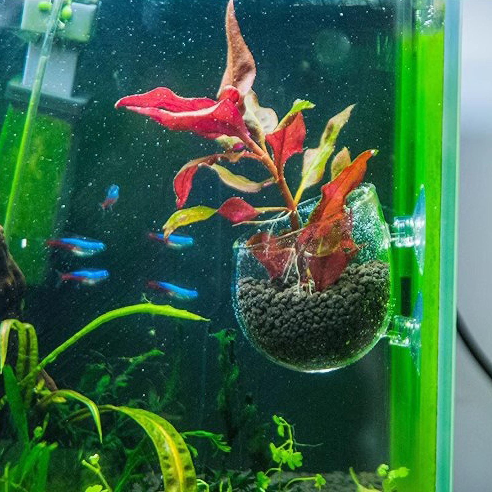 Szklany uchwyt na rośliny akwa – Terrarium Glass Bottle recenzja i cena